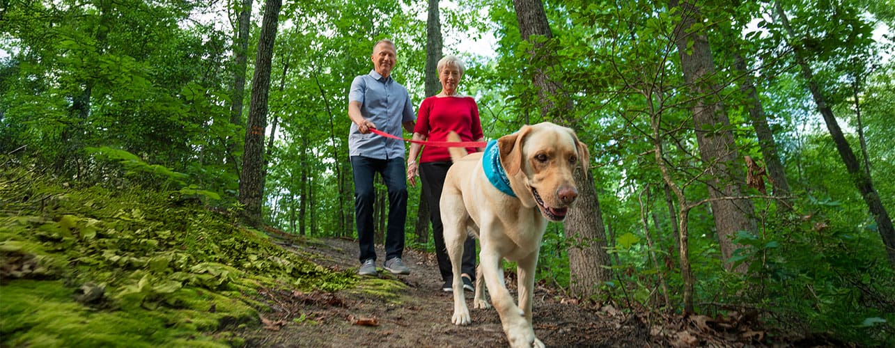 A senior couple walking their yellow lab through a wooded trail.